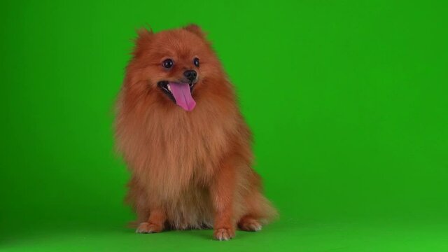 Spitz dog on a green background 4K video screen.