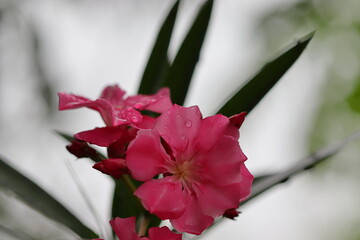 oleander flower soaked in rain water