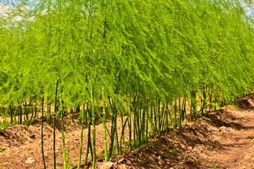 Fototapeta na wymiar A field of growing green asparagus after the harvest on sandy ground and in front of blue sky