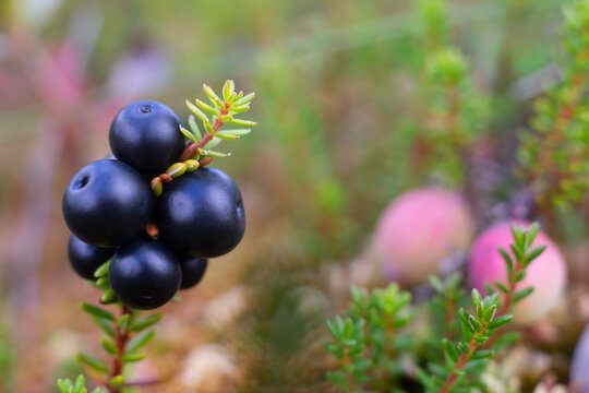 Empetrum. Fresh berries crowberry on swamp. Close up view