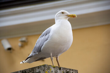 A hero shot of a big sea gull