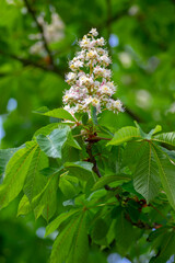 Aesculus hippocastanum horse chestnut tree in bloom, group of white flowering flowers on branches