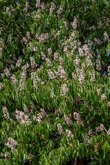 Fototapeta premium Flowering European horse-chestnut tree creating a natural display, background of green palmate leaves and upright white, pinkish flowers. Aesculus hippocastanum, commonly known as conker tree.
