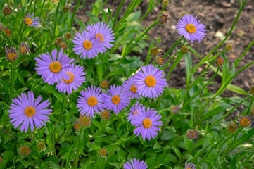 Aster tongolensis beautiful groundcovering flowers with violet purple petals and orange center, flowering plant in bloom