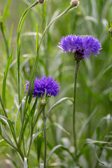 Centaurea cyanus blue cultivated flowering plant in the garden, group of beautiful cornflowers flowers in bloom