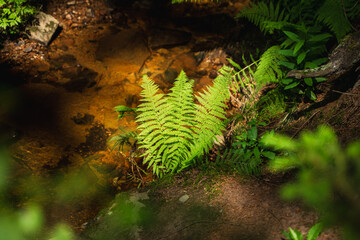 green fern leaf in the forest