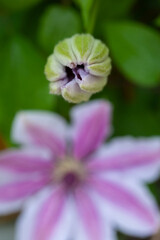 Close-up at young shoots of pink Clematis. Stages of blooming, from unopened bud to fully opened and blooming flower.