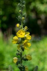 Fototapeta premium Verbascum densiflorum bright yellow denseflower in bloom, tall flowering herb medicinal plant