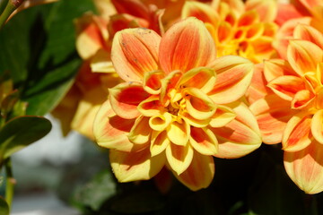 Orange Dahlie (Dahlia), Blüte, Closeup, Deutschland, Europa