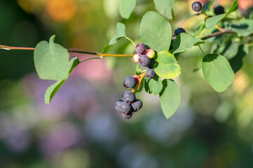 Amelanchier lamarckii ripe and unripe fruits on branches, group of berry-like pome fruits called serviceberry or juneberry