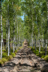Ploughed-up dirt road in forest serving as an emergency route for authority services in case of fire. Dividing path in forest eliminating spread of fire. Poland. Europe...