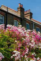 Fototapeta na wymiar Jasmine shrubs in blossom against blurred background of traditional Victorian terraced houses.