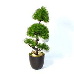 tree in a pot