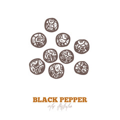 Isolated vector black pepper dry seed on white. Spices and herbs illustration. Hand drawn sketch in engraved style