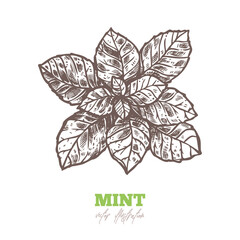 Vector sketch mint leaves on white. Melissa menhol fresh aroma spice. Hand drawn sketch illustration in engraved etching style