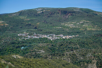 Fototapeta premium village on the mountainside surrounded by olive trees