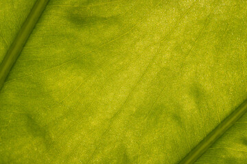 Close up picture of a large leaf of the plant Alocasia odora lit from behind by the morning sun
