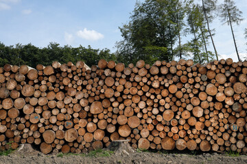 Fototapeta premium A stack of logs in front of green trees - Stockphoto
