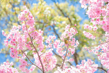	
めじろ, 山桜, 桜, 自然, 植物, 屋外, 春, 人無し, 鳥, 青空, 風景, メジロ, 小鳥, 人物無し, 無人, 人なし, 人物なし, 花びら, 晴れ, 鳥類, 明るい, サクラ, さくら, 野鳥, 快晴, 3月, 4月, 満開, 野生