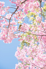 	
めじろ, 山桜, 桜, 自然, 植物, 屋外, 春, 人無し, 鳥, 青空, 風景, メジロ, 小鳥, 人物無し, 無人, 人なし, 人物なし, 花びら, 晴れ, 鳥類, 明るい, サクラ, さくら, 野鳥, 快晴, 3月, 4月, 満開, 野生