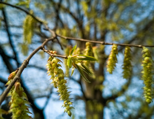 Naklejka premium Catkin tree with young leaves awakening into spring.
