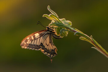 Wonderful butterfly Papilio machaon on the flower spread its wings on a summer day