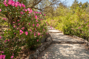 Stone footpath with stairs among flowers in blossom of a Pink Nerium Oleander. Rhodes, Greece. Europe.
