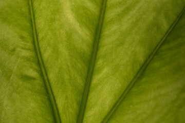 Close up picture of a large leaf of the plant Alocasia odora lit from behind by the morning sun