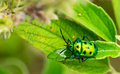 green bug on a leaf