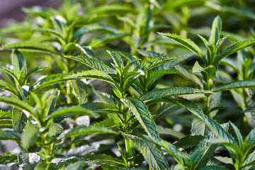 Fototapeta premium Young growing mint in the garden flowerbed,summer time.