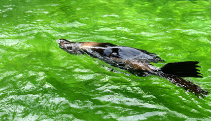 Naklejka premium Northern fur seal (Callorhinus ursinus) swims underwater