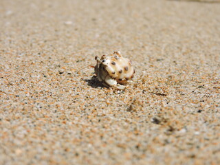 crab macro