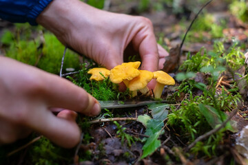 Mushroom in the moss and a human hand collecting it