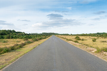 Fototapeta na wymiar New Forest straight open roads with wild animals roaming the national park