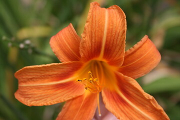 an orange lily in the summer garden