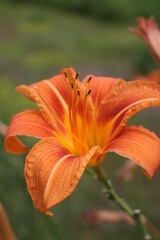 an orange lily in the summer garden