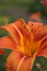 an orange lily in the summer garden
