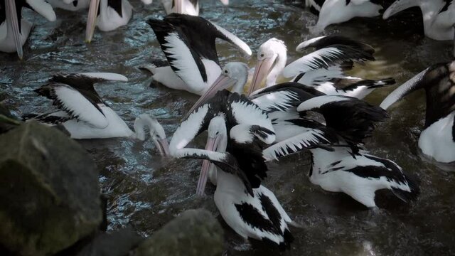 Flocks of large Australian pelicans in the water fishing in their usual habitat