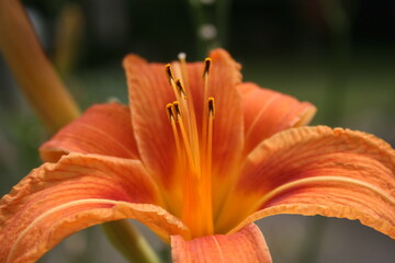 an orange lily in the summer garden