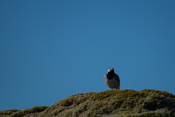 White wagtail outdoors on a rock with moss, in sunlight