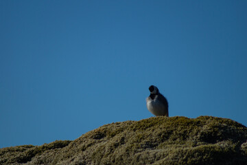 White wagtail outdoors on a rock with moss, in sunlight