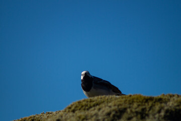 White wagtail outdoors on a rock with moss, in sunlight