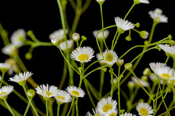 White flowers of Eastern daisy fleabane, Black background