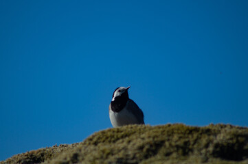 White wagtail outdoors on a rock with moss, in sunlight