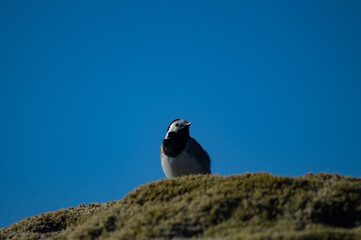 White wagtail outdoors on a rock with moss, in sunlight