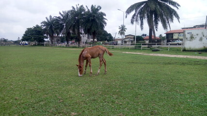 horses on a meadow