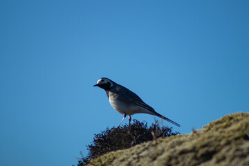 White wagtail outdoors on a rock with moss, in sunlight