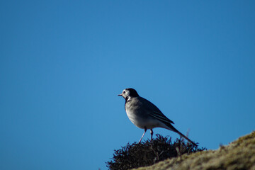 White wagtail outdoors on a rock with moss, in sunlight