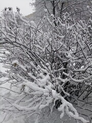 trees with a branches and leaves in snow in winter