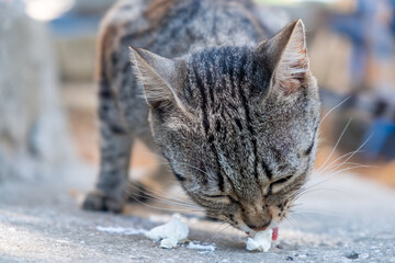 gray cat in front of the house eats cheese